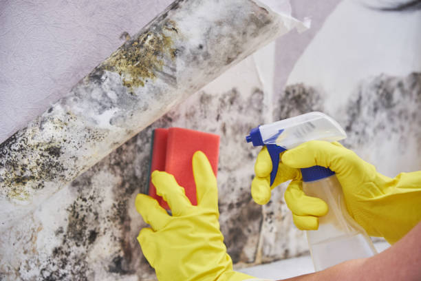 Best Mold Odor Removal Services  in Richmond, CA